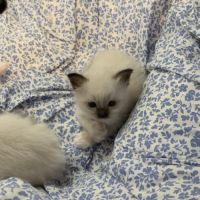 À réserver : magnifiques femelles sacré de birmanie #4