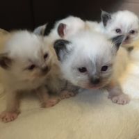 À réserver : magnifiques femelles sacré de birmanie #8