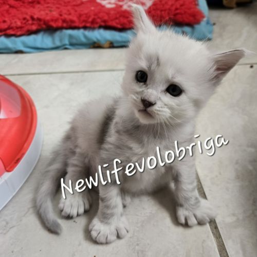 Chaton maine coon loof black silver shaded #2