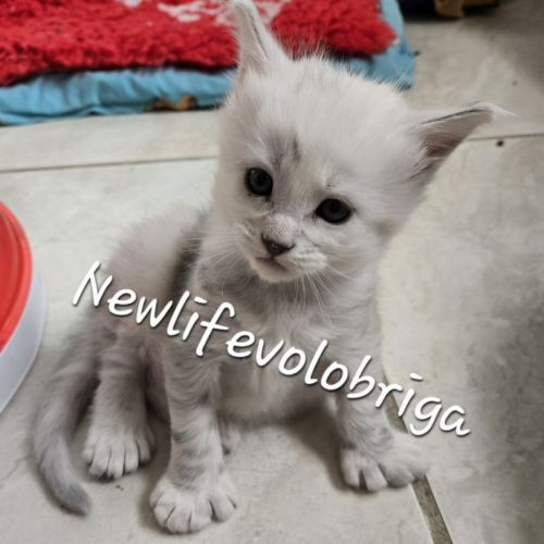 Chaton maine coon loof black silver shaded #3