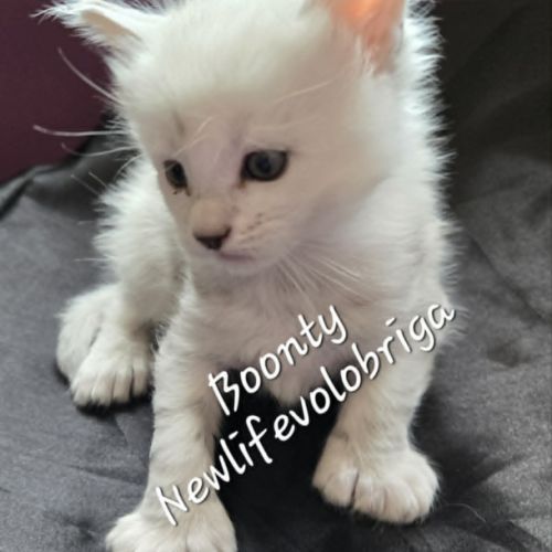 Chaton maine coon loof black silver shaded #6