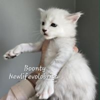 Chaton maine coon loof black silver shaded