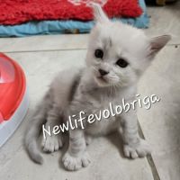 Chaton maine coon loof black silver shaded #2