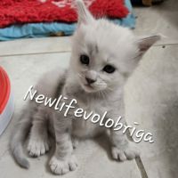 Chaton maine coon loof black silver shaded #3