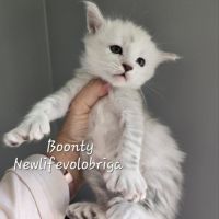 Chaton maine coon loof black silver shaded #4