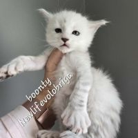 Chaton maine coon loof black silver shaded #5