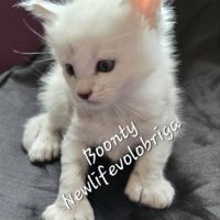 Chaton maine coon loof black silver shaded #6