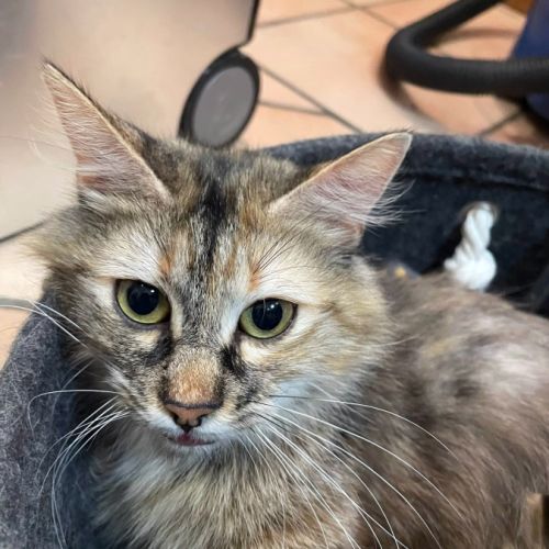 Emma, très câline, propre et calme
