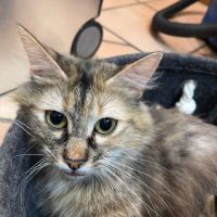 Emma, très câline, propre et calme