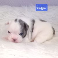 Bouledogue français exotique #2