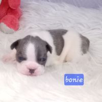 Bouledogue français exotique #3