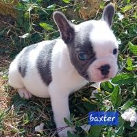 Bouledogue français exotique