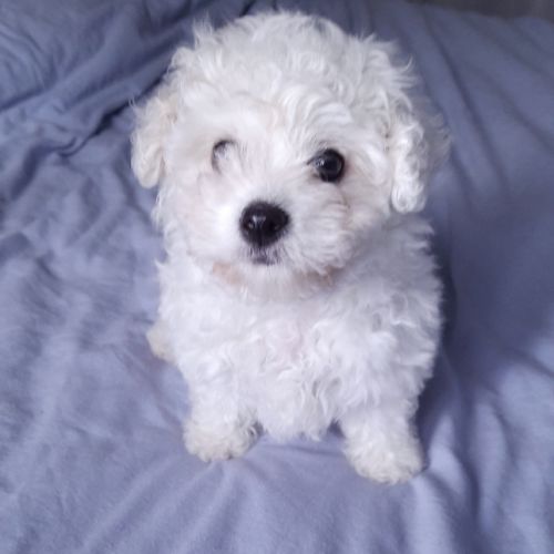 Bichon frise #0