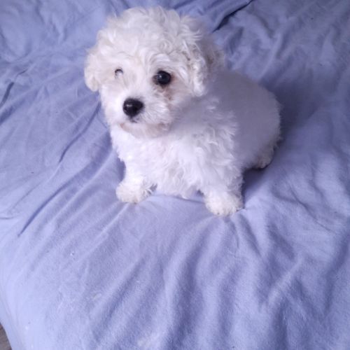 Bichon frise #2