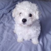 Bichon frise