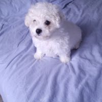 Bichon frise #2