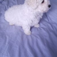 Bichon frise #3