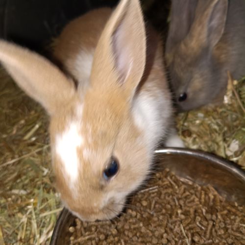Don de lapin