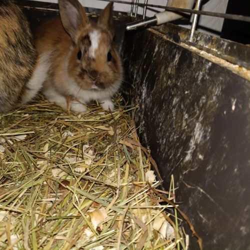 Don de lapin #2