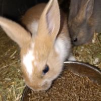 Don de lapin #0