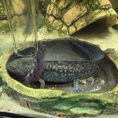 Axolotls juvéniles 10 et 12 cm #1