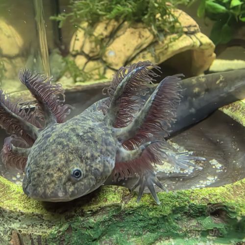 Axolotls juvéniles 10 et 12 cm #2