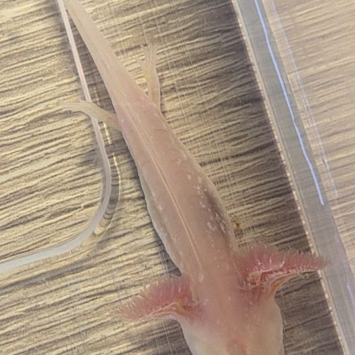 Axolotls juvéniles 10 et 12 cm #3