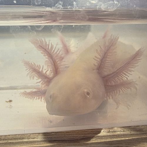 Axolotls juvéniles 10 et 12 cm