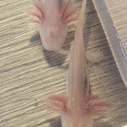 Axolotls juvéniles 10 et 12 cm #5