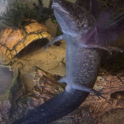 Axolotls juvéniles 10 et 12 cm #6