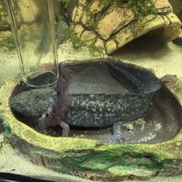 Axolotls juvéniles 10 et 12 cm #1