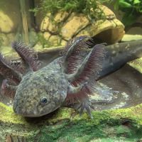 Axolotls juvéniles 10 et 12 cm #2