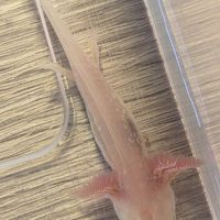 Axolotls juvéniles 10 et 12 cm #3