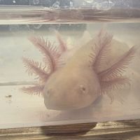 Axolotls juvéniles 10 et 12 cm #0