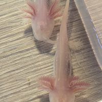 Axolotls juvéniles 10 et 12 cm #5