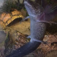 Axolotls juvéniles 10 et 12 cm #6