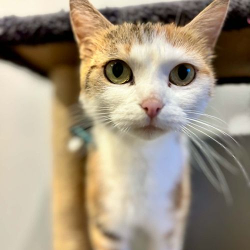 Minette- adorable tout simplement !