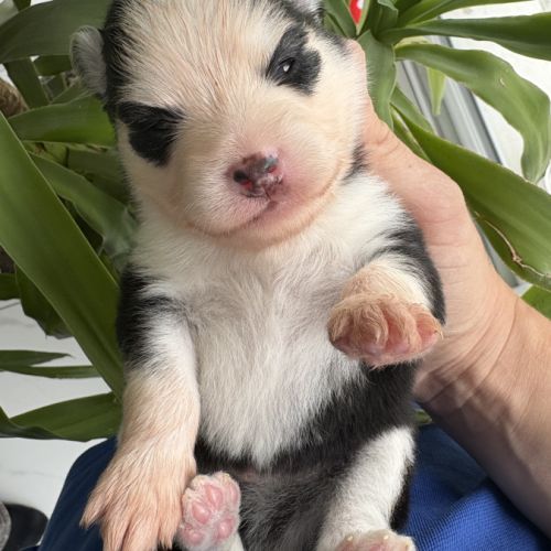Pomsky a réserver #3