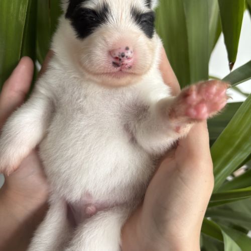 Pomsky a réserver #5