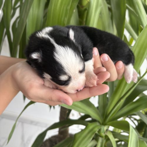 Pomsky a réserver #6