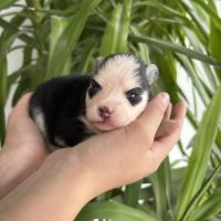 Pomsky a réserver #2