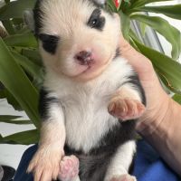 Pomsky a réserver #3