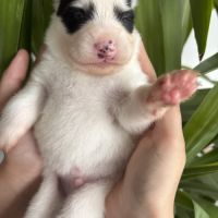 Pomsky a réserver #5
