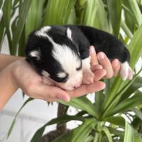 Pomsky a réserver #6