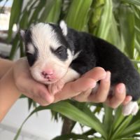 Pomsky a réserver #7