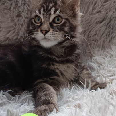 Chaton maine coon loof #2
