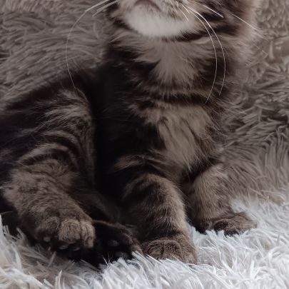 Chaton maine coon loof #4