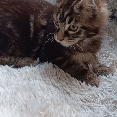 Chaton maine coon loof #5