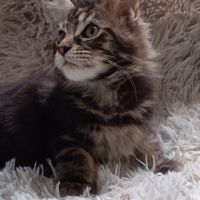 Chaton maine coon loof #0
