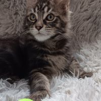 Chaton maine coon loof #2